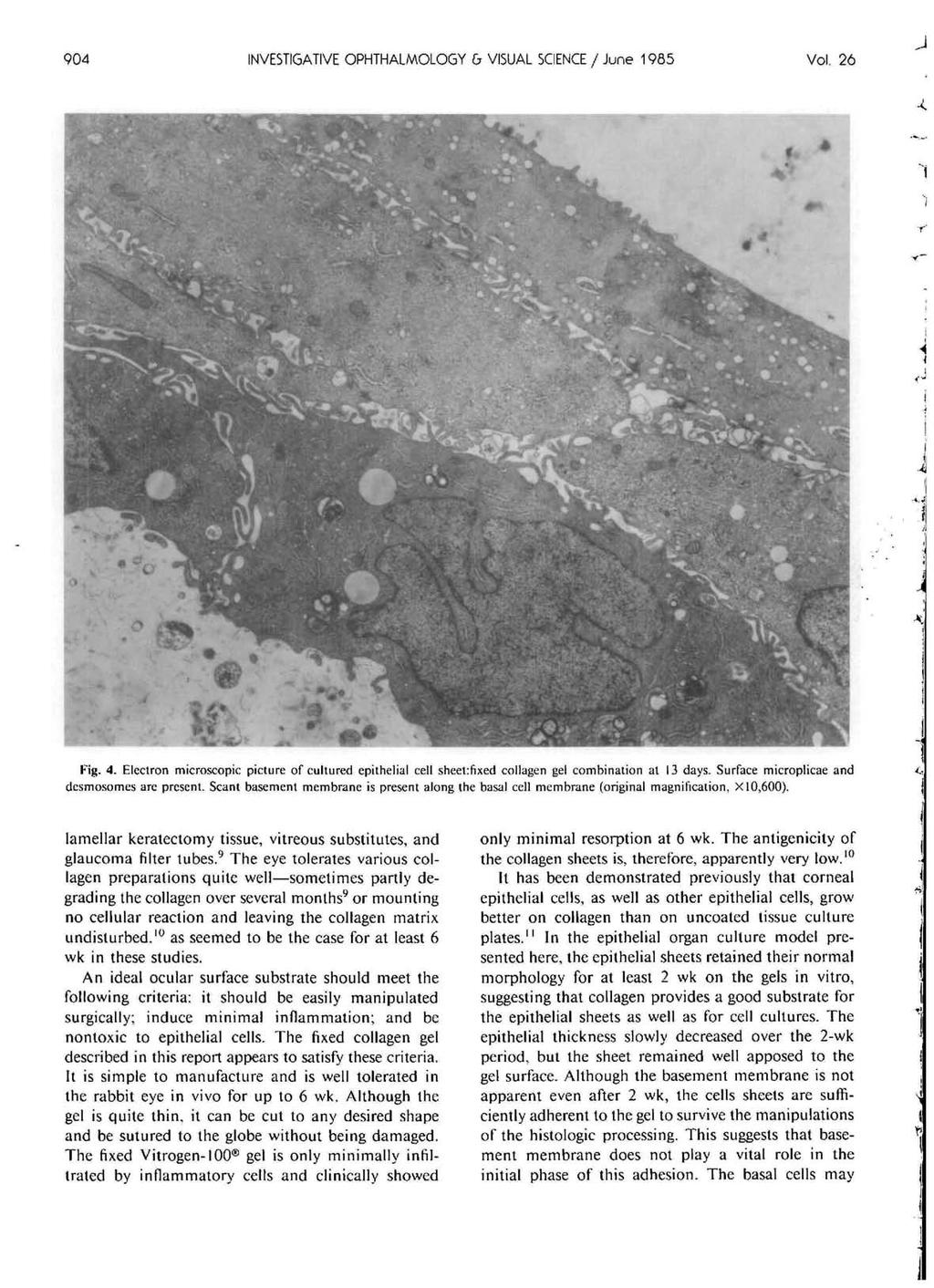 904 INVESTIGATIVE OPHTHALMOLOGY & VISUAL SCIENCE / June 1985 Vol. 26 Kig. 4. Electron microscopic picture of cultured epithelial cell sheet:fixed collagen gel combination at 13 days.