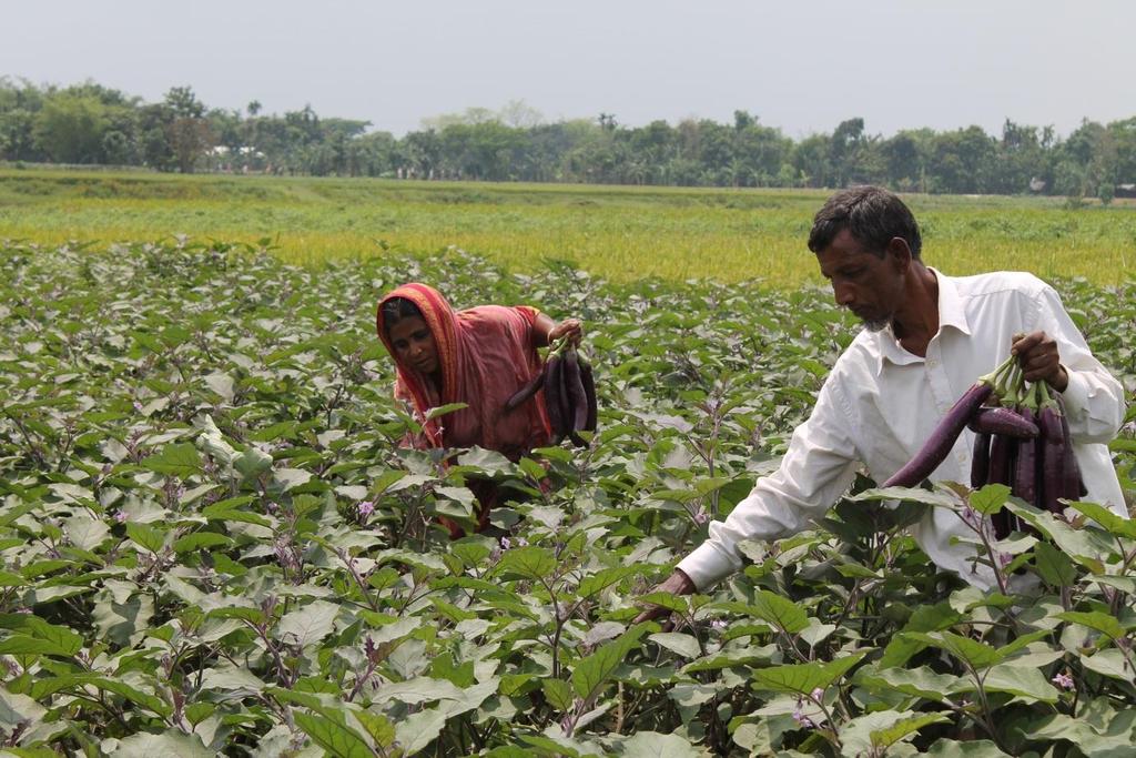 A member of the Shahapur Marginal Women Farmer Group and her husband working together in their vegetable farm.