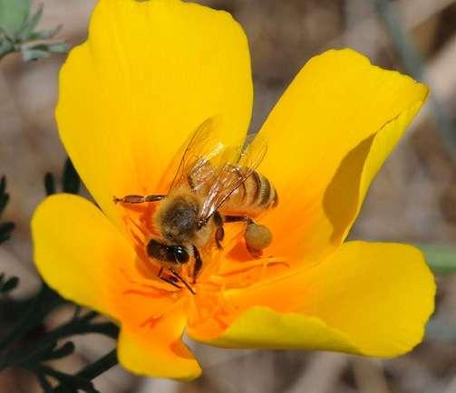 26 Old World Honey Bee Subspecies
