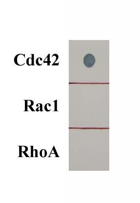 Right Image: Demonstrates Anti-Cdc42 monoclonal antibody specificity by dot blot. Figure 3: Cdc42 Activation Assay. Lane 1: MW Standard.