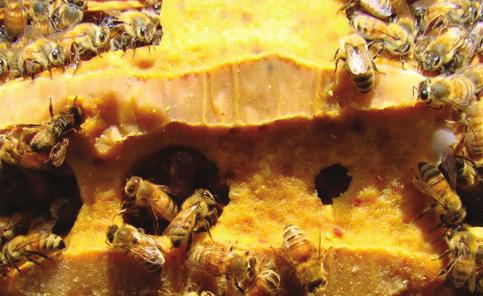 Depending on where your hives are, they may bring in enough fresh pollen on their own from goldenrod, asters and sunflowers. If not you should offer prepared pollen substitutes or pollen patties.