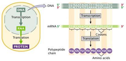 Themes: RNA is very versatile! RNA and RNA Processing Chapter 14 RNA-RNA interactions are very important!