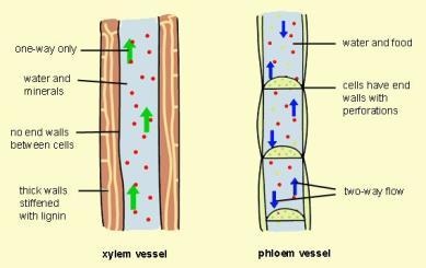CALCIUM AS A FERTILIZER PHLOEM VS XYLEM Required for proper functioning of cell membranes and cell walls Needed in large amounts at tips of growing roots and