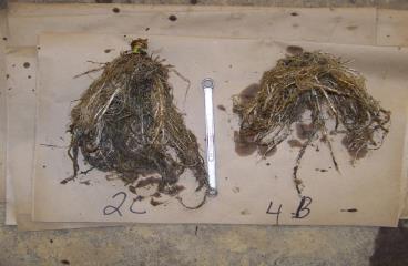 ROOT BIOMASS INCREASED Treated vs.