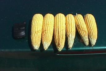 CORN EARS AMENDED WITH GYPSUM ON LEFT AND