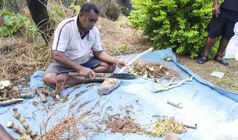The future Given its importance as an agricultural commodity for PICs, PHAMA intends to continue its support for the development of the kava industry in the Pacific.