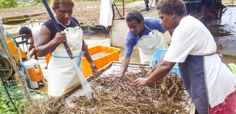 Vanuatu The Industry and its significance Kava is the third largest export commodity in Vanuatu, generating an estimated VUV807 million (AUD 10 million) in annual export earnings, and providing