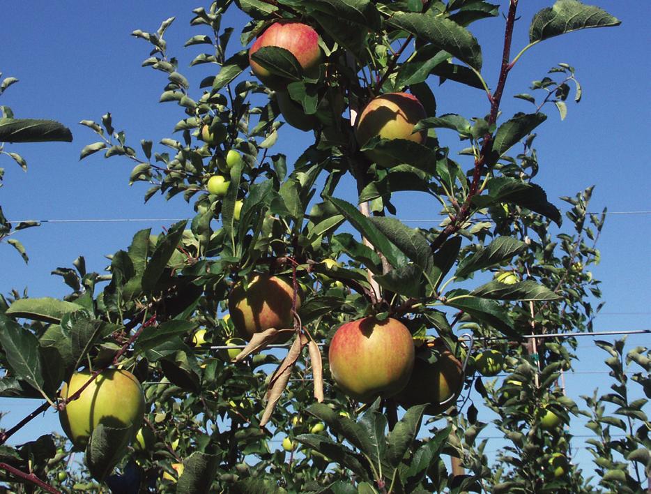 2010 Cost Estimates of Establishing and Producing Organic Apples in Washington WASHINGTON STATE UNIVERSITY EXTENSION FACT SHEET FS041E Preface Production costs and returns vary greatly for any