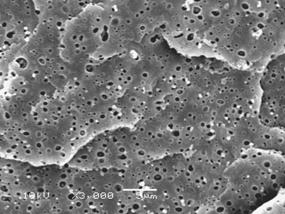 The injected samples were analyzed on a cryogenically fractured surface and analyzed on a JEOL-JSM 6060 SEM. The morphological dispersion was analyzed by Image Tool 3 software.
