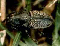 Weevil beetle family (snout)