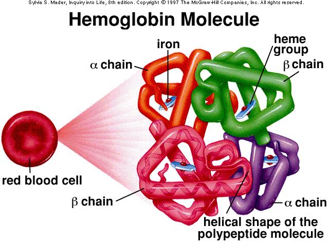 Hemoglobin Structure Hemoglobin Each alpha chain consists of 141 Amino Acids, requiring a sequence of 423 nucleotides in the DNA of the 16 th Chromosome Each beta chain consists of