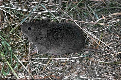 Meadow Voles Are they taking over the world?
