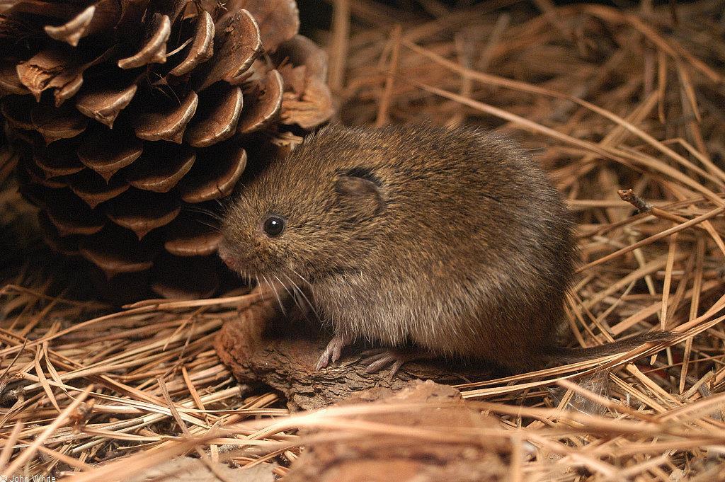 Vole Management: Monitor area for signs of feeding activity from early spring to late fall