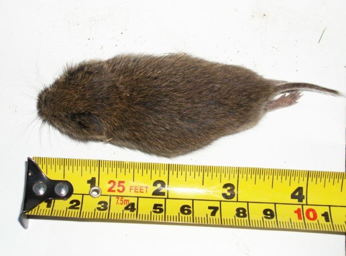 Vole Biology Several species Meadow Vole most common