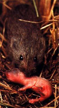 Vole Reproduction Peak breeding in spring and fall Reproductive maturity at 35-40 days 21 day gestation period Nests are underground