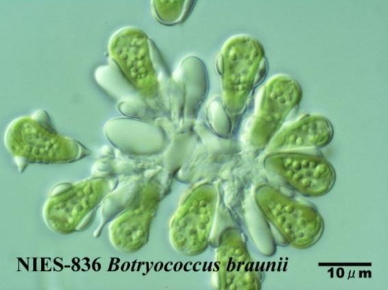 Milking of Algae a Novel method Milking- extract hydrocarbons without killing the algae Botryococcus braunii A green microalga Lives in colonies Has