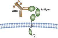 fragments (e.g. Fabs), antibody drug conjugates (ADCs) Next generation?