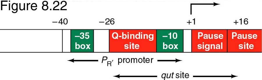 Q-mediated anti-termination of the late genes.