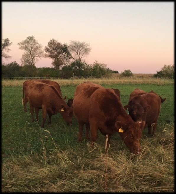 The particulars of our grass fed Beef We are really excited to be able to offer grass fed beef to all of you.