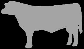 The buyer is responsible for any and all communication with Wholesome Harvest about their beef.