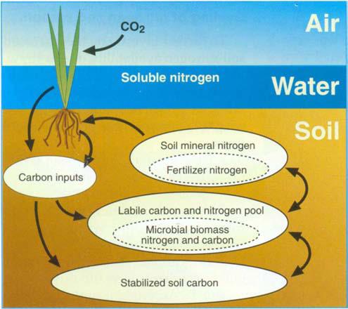 application (Bird et al. 21, in press)(table 2). Carbon and nitrogen are retained in soil organic matter when straw is incorporated (fig. 3).