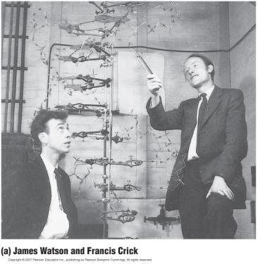 Watson and Crick s Discovery of the Double Helix James Watson and Francis Crick determined that DNA
