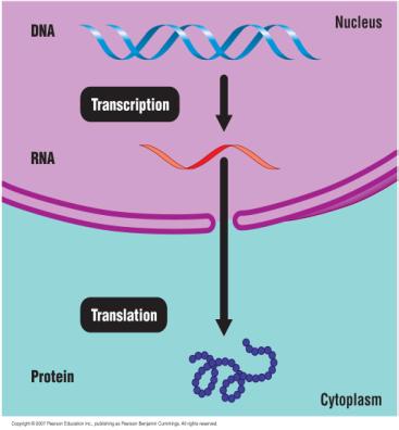 DNA carries the directions for an organism. How are these directions carried out?