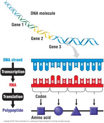 information DNA RNA Protein The RNA travels to the cytoplasm where it directs the