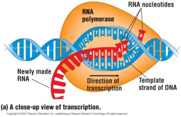 Transcription: From DNA to RNA Transcription DNA RNA. An RNA molecule is copied from a DNA template.