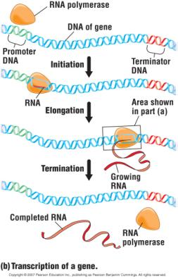 RNA polymerase (orange blob) Transcription of a gene Three phases: Initiation RNA polymerase attaches to the promoter and starts synthesizing RNA