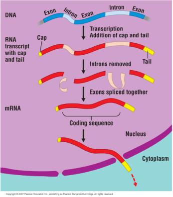 processing includes: Adding a cap and tail Removing introns Internal noncoding regions Splicing exons together The messenger RNA (mrna) travels to the