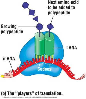 mrna. The growing polypeptide is attached to one of the trnas.