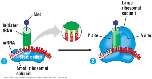 The initiation of translation 1. An mrna binds to the small ribosomal subunit. 2.