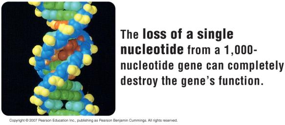 the nucleotide sequence of DNA.