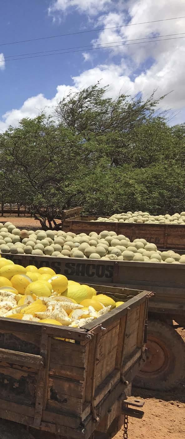 SUSTAINABLE AGRICULTURE AT A GLANCE // Melons are an economically important crop in Brazil and the Northeast region is the hub for melon growing in the country.
