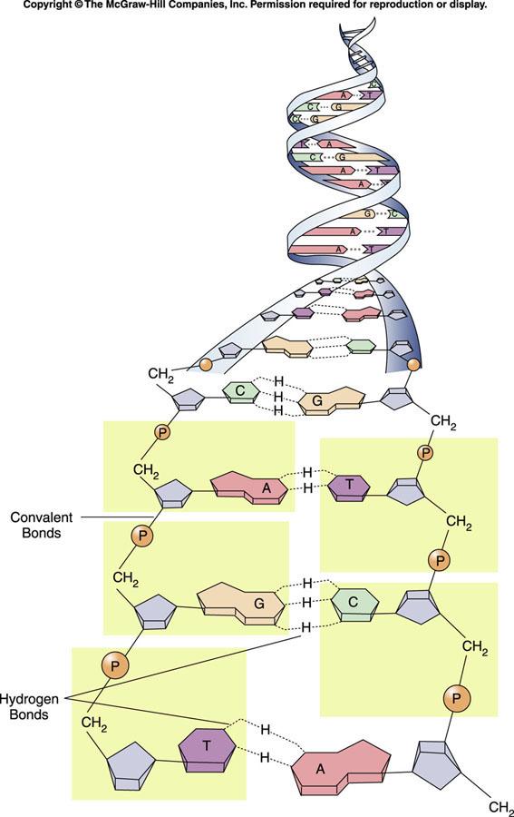 DNA Structure DNA is doublestranded.