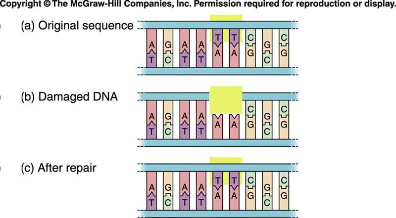 Repairing Genetic Information If a mistake is made when building the new strand The old strand