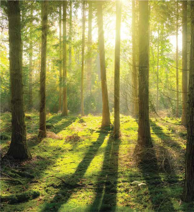 Sustainability and the Environment The production of Spapanel is rooted in ecological sustainability; protection of the environment and the timber used; the health and safety of our employees,