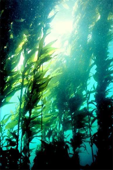 Kelp forests are named for their dominant organism, a giant brown alga.