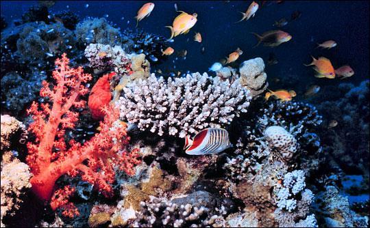 Coral reefs are areas of biological abundance found in shallow, warm tropical waters.