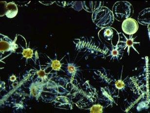 Standing-Water Ecosystems Microscopic floating