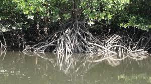 mangrove swamp in the subtropical and