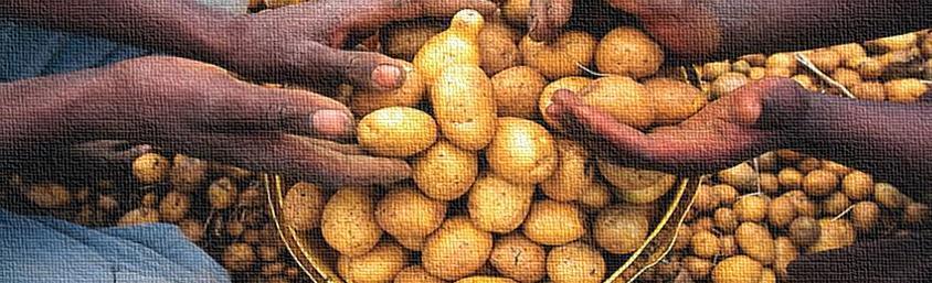 Executive Summary: Market Analysis of Potato Value