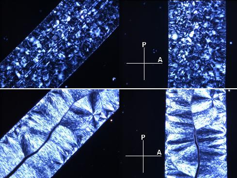 59 Figure 3.1 Optical polarized micrographs (OPM) of homopolymer crystallized isothermally at 140C for (top) 45 min and (bottom) 37 h 19 min.