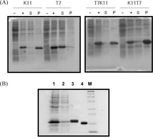 542 Ethel H. Alcantara et al. Results Cloning and expression of hexahistidine-tagged K11, T7 and chimeric lysozymes.