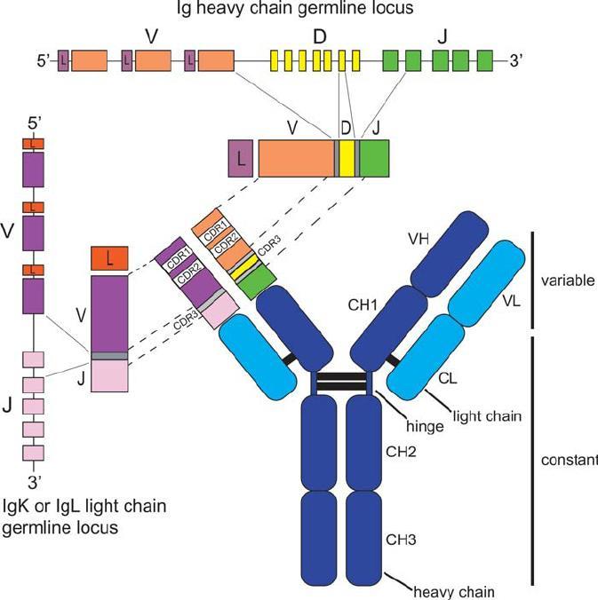 Immunoglobulin structure Light chain: Kappa or Lambda Heavy