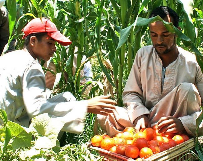 service of subsidies tracking and payments strengthen the overall agricultural value chain target: governments, NGOs, agricultural cooperatives, Institutions country: pilot in Egypt Thanks to the