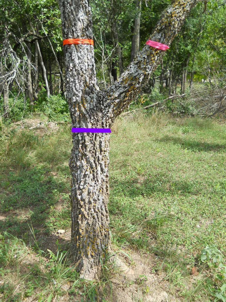 MEASURING MULTI-TRUNK TREES 1. Measurement of trunks at DBH: Orange tag: 8 Pink tag: 4 Purple tag: 10 2.