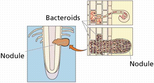 Symbiotic Relationship Bacteria Bacteria live in the roots of legume family plants and provide the plants with ammonia (H 3 ) in