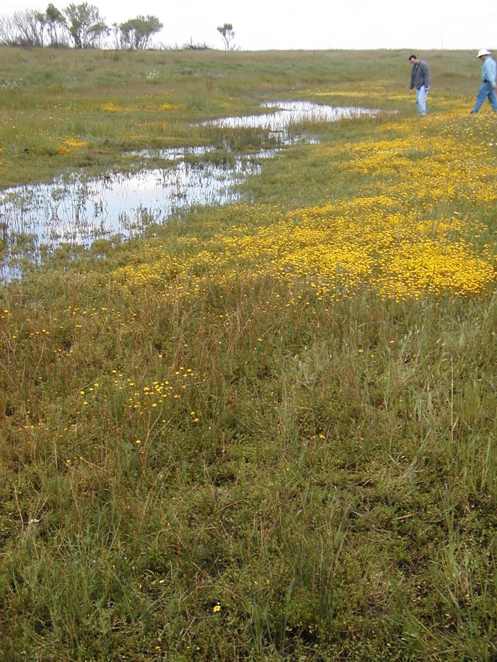 Conservation Element Cont d Issue: Vernal Pool Protection Proposed Policy Considerations Use Adaptive Management for Vernal pool Ecosystems Address the